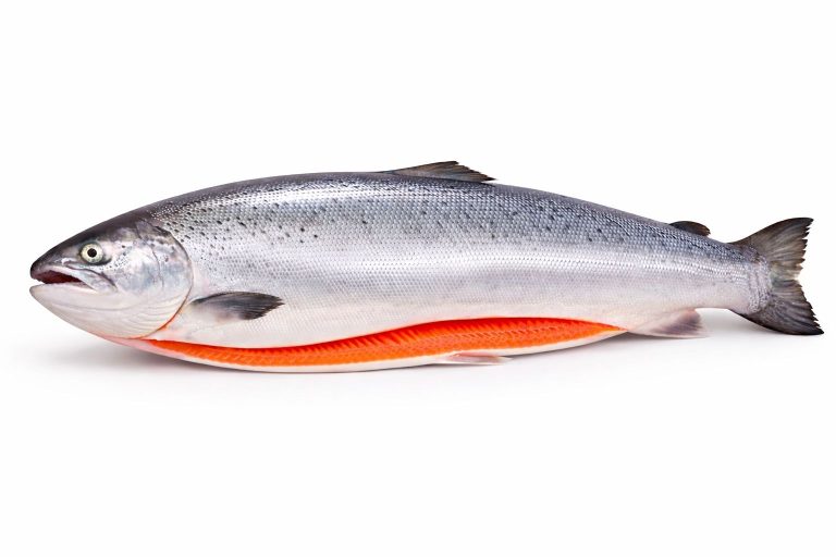 Salmons